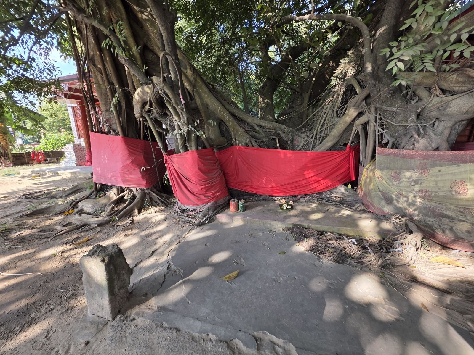 The roots and lower trunk of a large banyan tree wrapped in bright red cloth at an outdoor sacred site