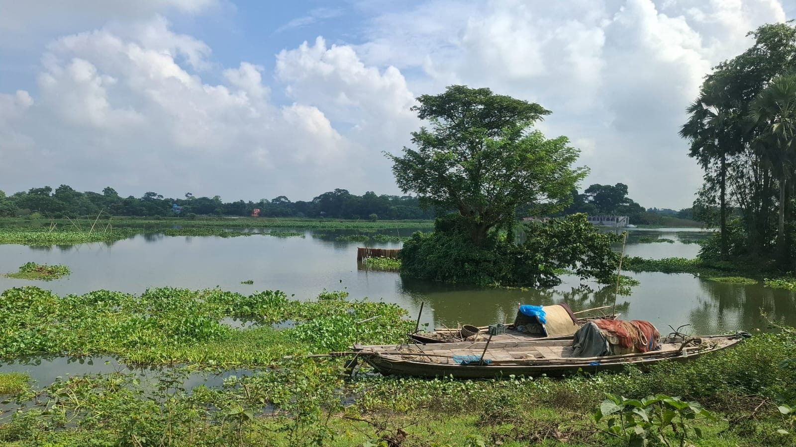 A wooden fishing boat with bundled nets and canvas moored at the grassy edge of a flooded green landscape in Bangladesh, with a single large tree rising from a small island in the middle of still brown-green water and cumulus clouds in a pale blue sky